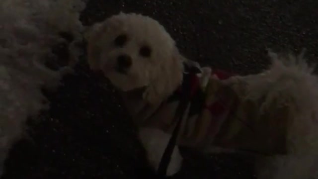 White poodle in purple leash walking in snow