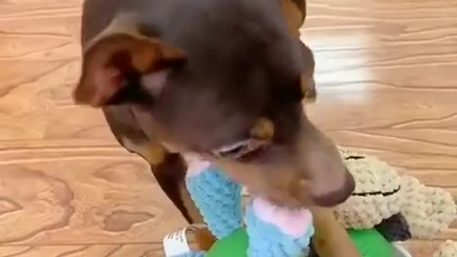 Smart dog who speaks Chinese