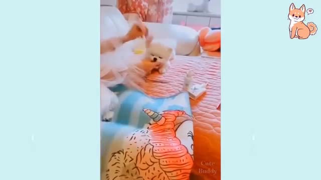 Cute dogs with funny moments