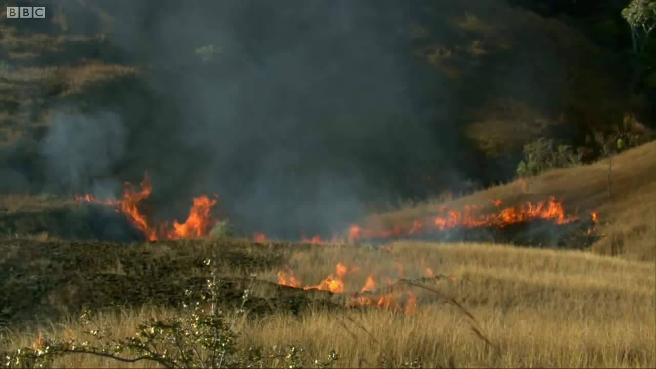 Fire and Feathers | Madagascar w/ David Attenborough | BBC Earth