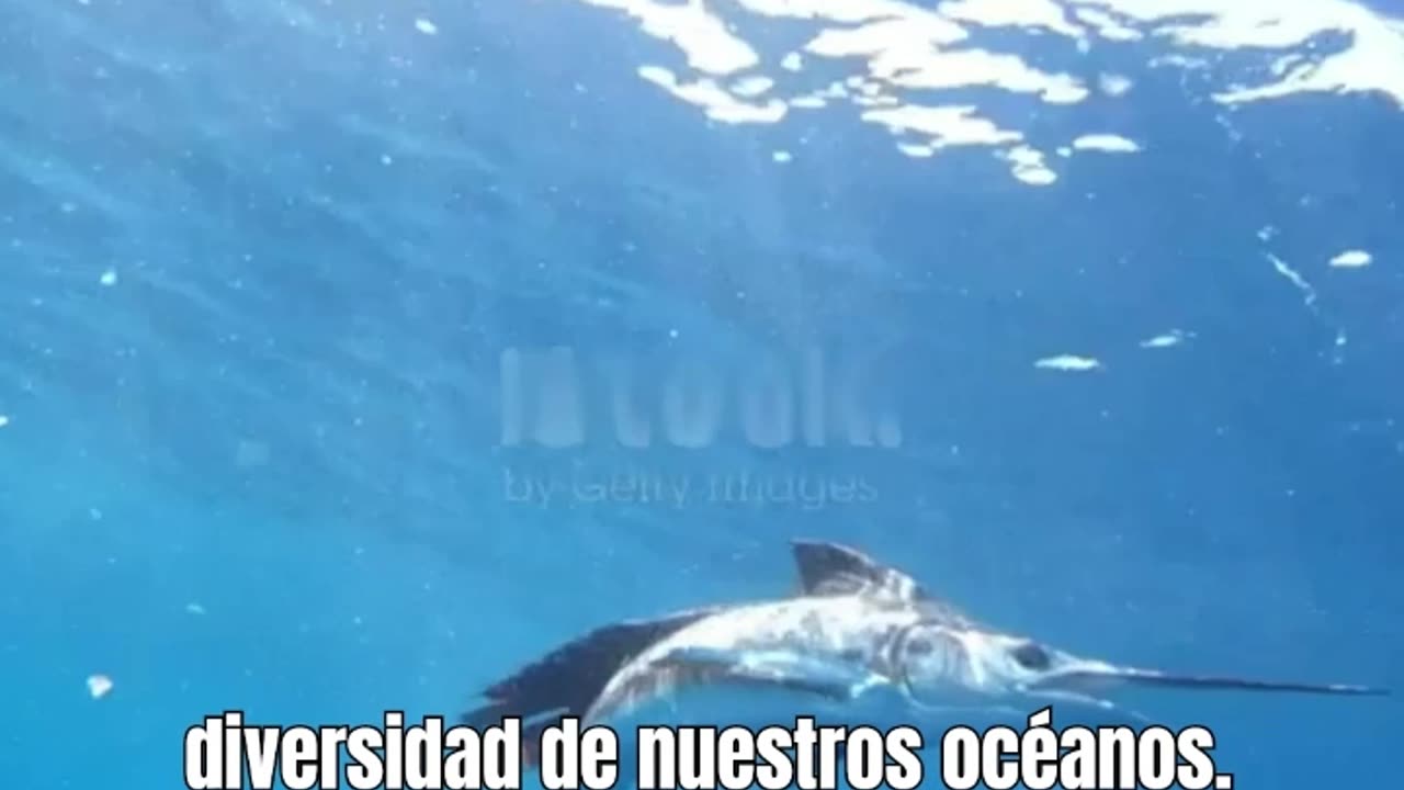 El Pez Vela velocidad submarina