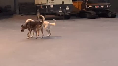 Dog to dog