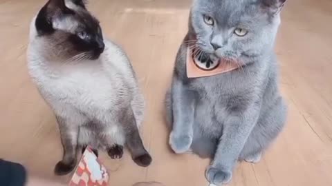 Cat should get Oscar for acting. Wait till the end.