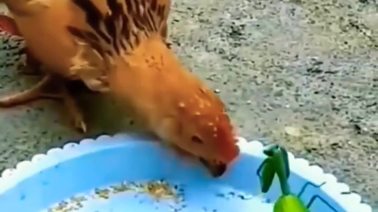 Funny animal video | funny video| try not to laugh