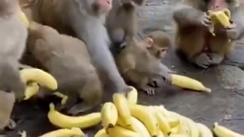 Monkeys eating banana.....😃😃😃😃😃