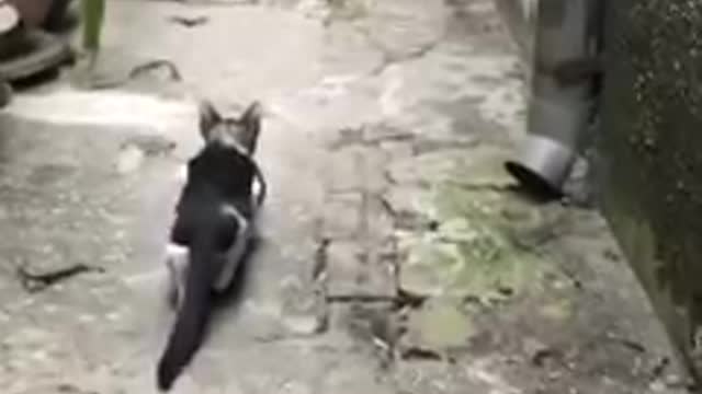 Hilarious Cat Hunting Bird 🐦