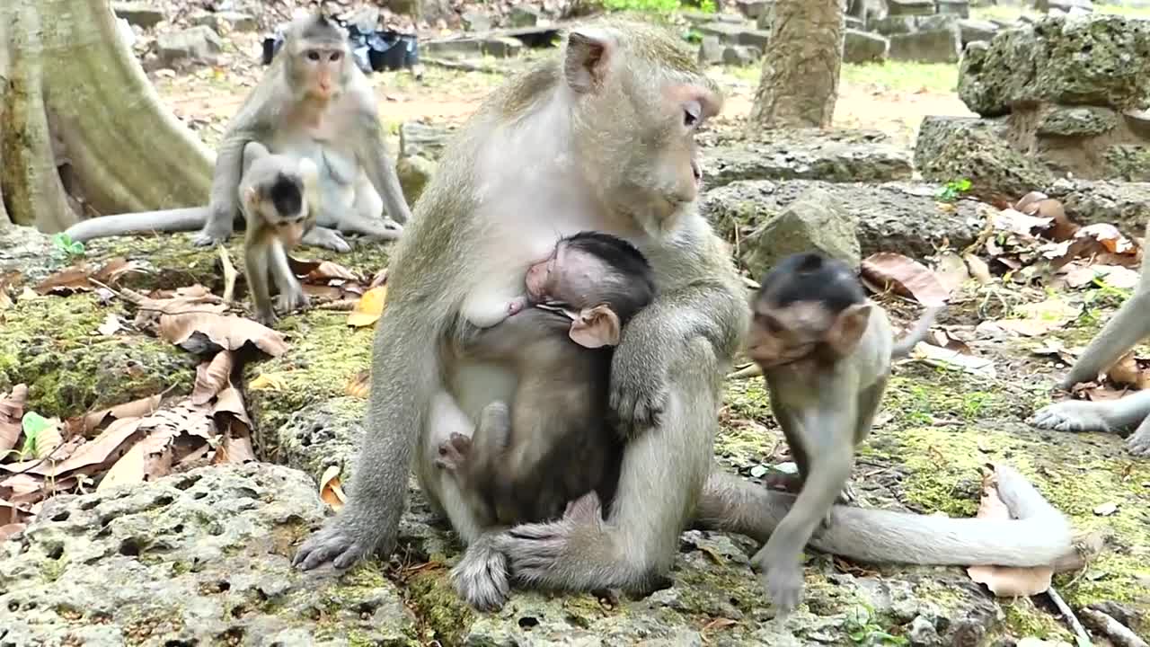 Baby monkey wants some milk but mother monkey refused