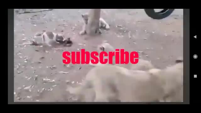 Funny animal lion video