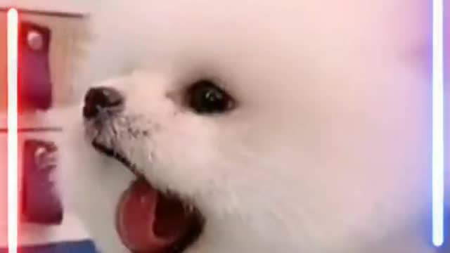 Cute dogs videos funny