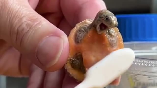How happy is the turtle in the bath