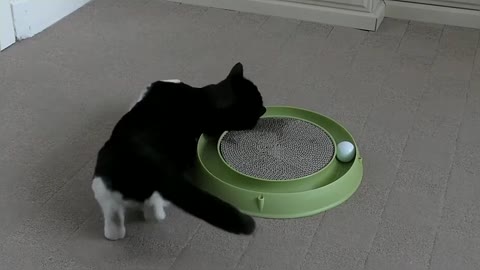 Funny Cat reaction to new toy