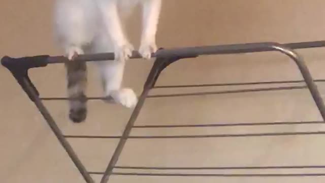 Crazy Cat Gymnastics, Cute Kitty Having Fun On A Clothes Horse