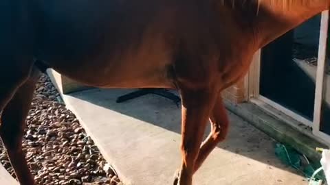 Horse Hangs Around for Morning Feed