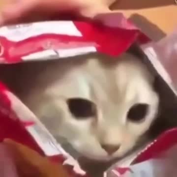 HOW CATS ARE BORN | FUNNY ANIMALS |