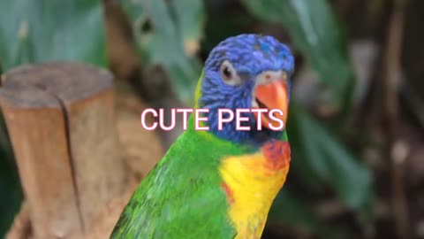 Cute pets