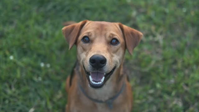 Cute dog puppy is lovely and fun jumps