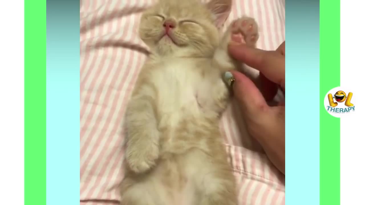 Daily Dose of Cute Kittens Meowing!