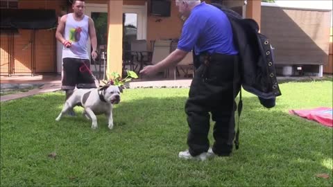DOG AGGRESSIVE SIMPLE TRICKS