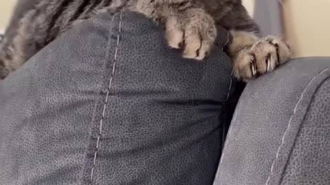 Harsh,_Penny!_#pennythecat_#talkingcat(720p)