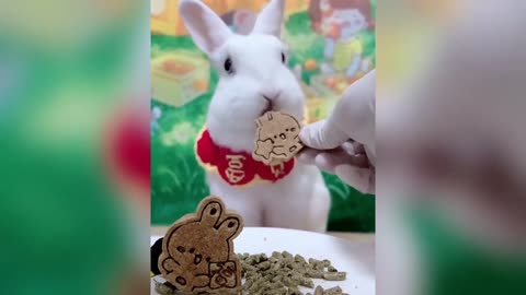 Cute Baby Animals Videos Compilation _ Funny and Cute Moment of the Animals #76