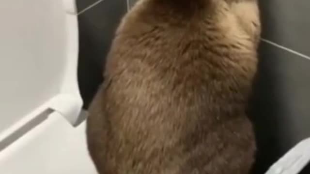 😂🤣Funniest 😻 Cats and🐕🦺 Dogs Awesome Funny Pet Animals Life compliant video###