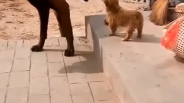 Cute cat and dog funny videos