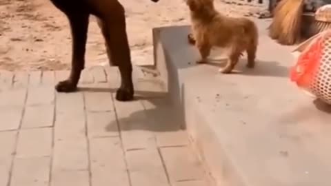 Cute cat and dog funny videos