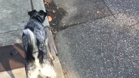 Dog and cat running away from each other