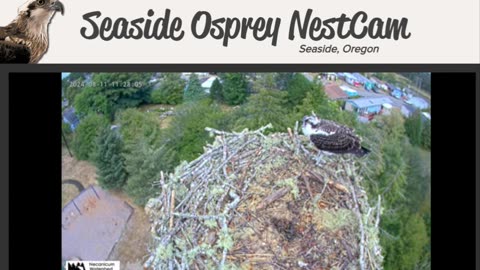 Live Osprey Cam 4