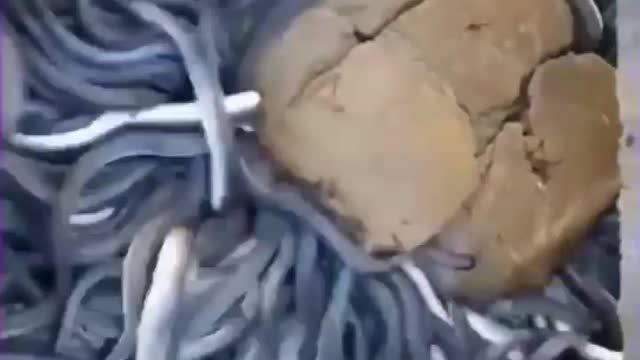 Fishing to get unique and expensive fish species