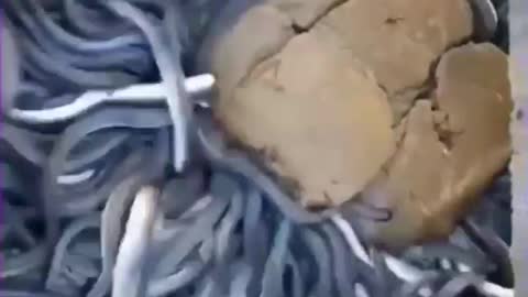 Fishing to get unique and expensive fish species