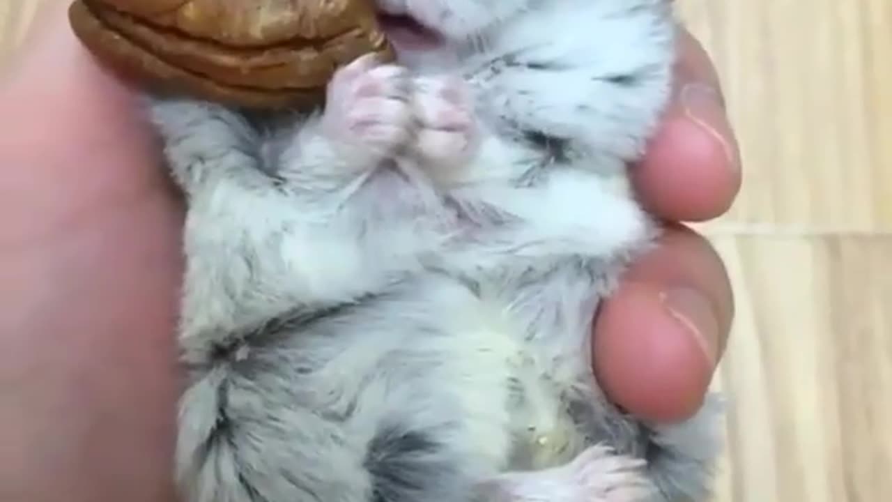 Cute squirrel