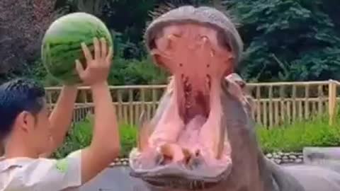 Jaw strength of a hippopotamus