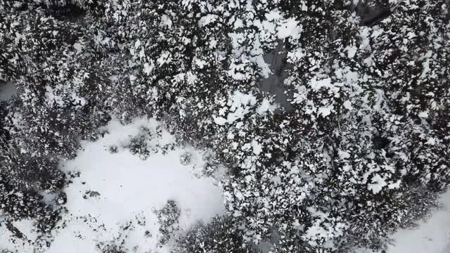 Snow-covered forest in Tierra Del Fuego Argentina