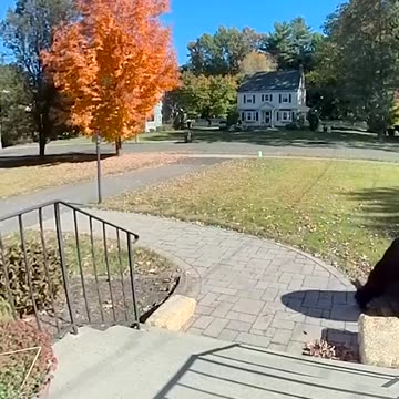 Black bear needs a pumpkin for Halloween