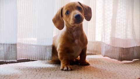 Funny Animals