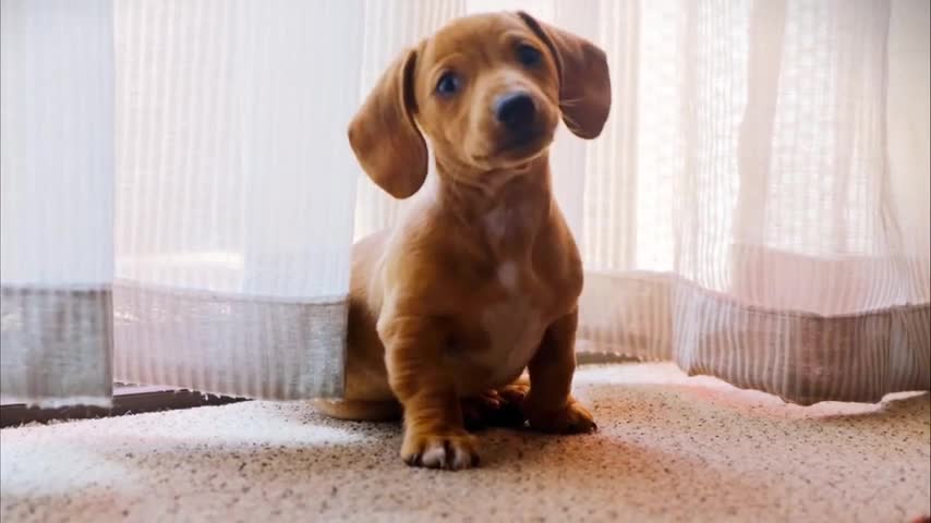 Funny Animals
