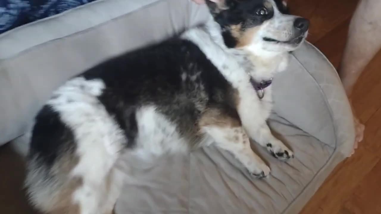 Sugar Biscuit gets pets on her bed