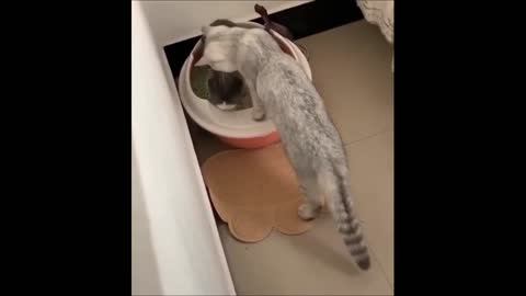 Baby Cats - Cute and Funny Cat Videos
