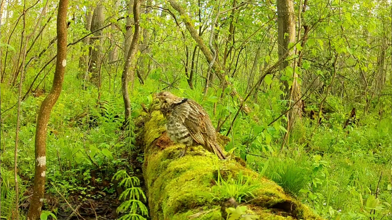 The swamp log...a forest highway!