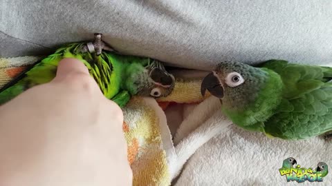 Cute(st) Bird Content (Parrot Wellness)