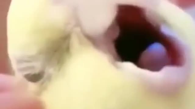 cute funny cockatiel moaning.... checkout!