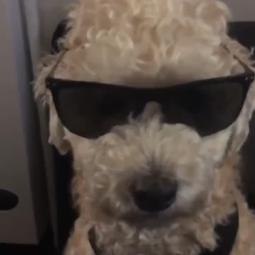 Coolest puppy with shades
