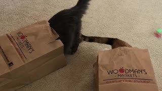 Typical Cats Love Playing In Shopping Bags