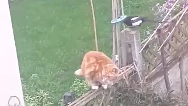 Cat VS Birds. Funny fight.