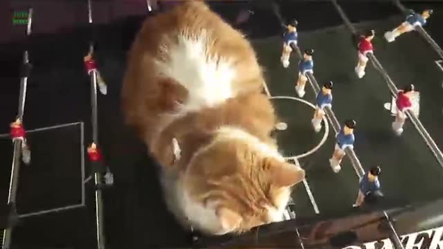 Funny Cats Sleeping in Weird Positions Compilation