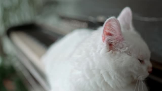 A White Cat On The Piano Keyboard