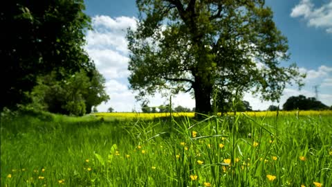 Aww,gr8 Countryside meadow