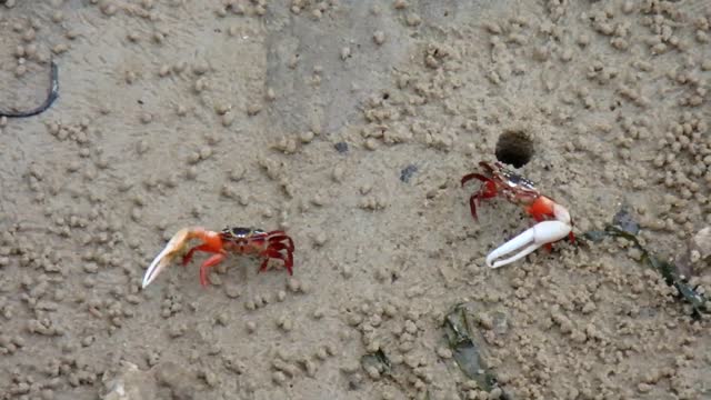 Unbelieveable Mutated Animals - Mutant Crabs in Thailand