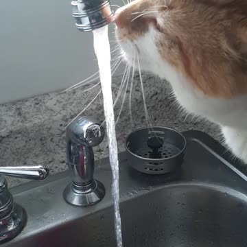 Cat drinking water :)